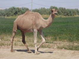 12-1 - Iran