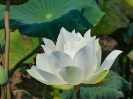 15 - Cambodia